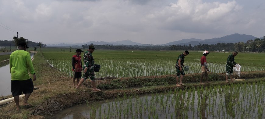 Semangat Babinsa Kebersamaan Membantu Pentani Saat Menabur Garam Padi diwilayah