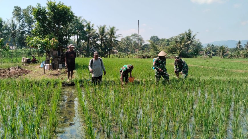 Babinsa Bersama Petani Melaksanakan Penyemprotan Tanaman Padi
