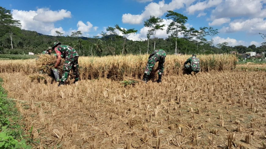 Wujud nyata Dukung Ketahanan Pangan Danramil dan Babinsa Bantu Petani Panen Padi