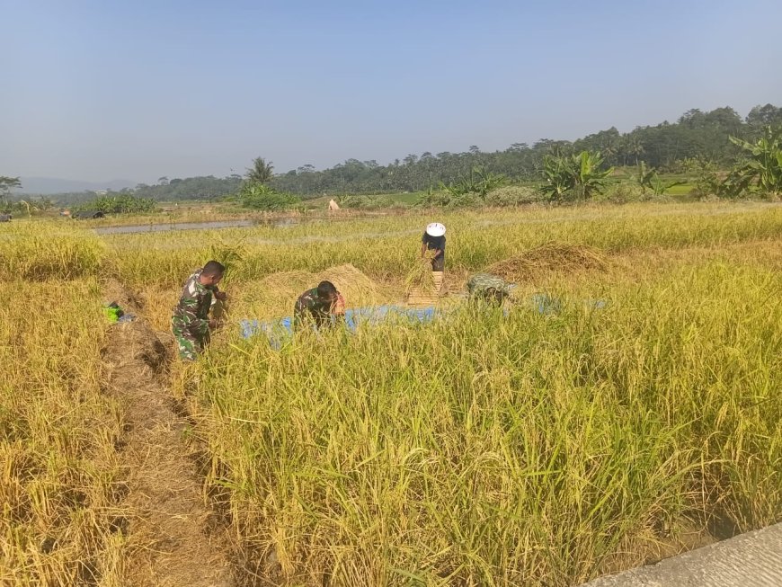 Babinsa Koramil 13 Banjarmangu Bantu POKTAN Panen  Padi di Desa Binaan