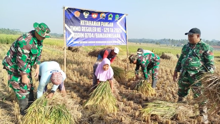 Di Tengah TMMD Serka Suwondo Turun ke Sawah Bantu Warga Panen Padi