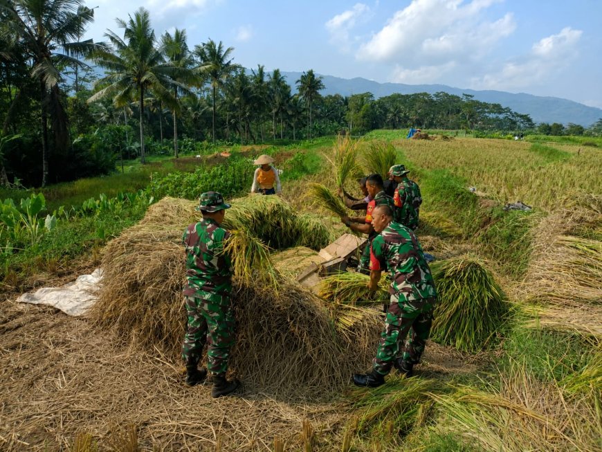 Sukseskan Ketahanan Pangan Babinsa Bantu Petani Panen Padi