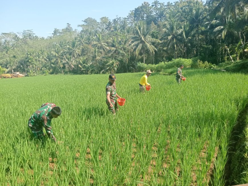 DANRAMIL 01/BANJARNEGARA DAN BABINSA DAMPINGI PETANI PEMUPUKAN PADI