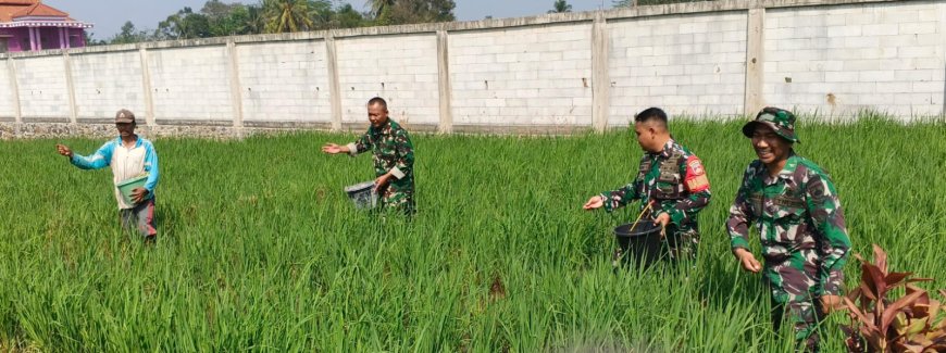 Babinsa Koramil 07 Mandiraja Dampingi Petani memupuk padi di Wilayah desa Binaan