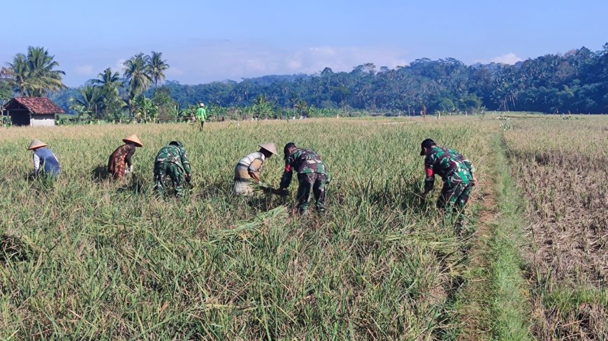 Dukung Ketahanan Pangan, Danramil Punggelan Turun ke Sawah Dampingi Petani Panen Padi