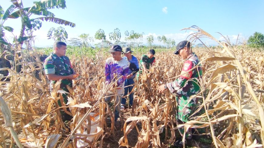 Sinergi TNI dan Petani Kutayasa Panen Jagung Melimpah Siap Sukseskan Ketahanan Pangan Nasional
