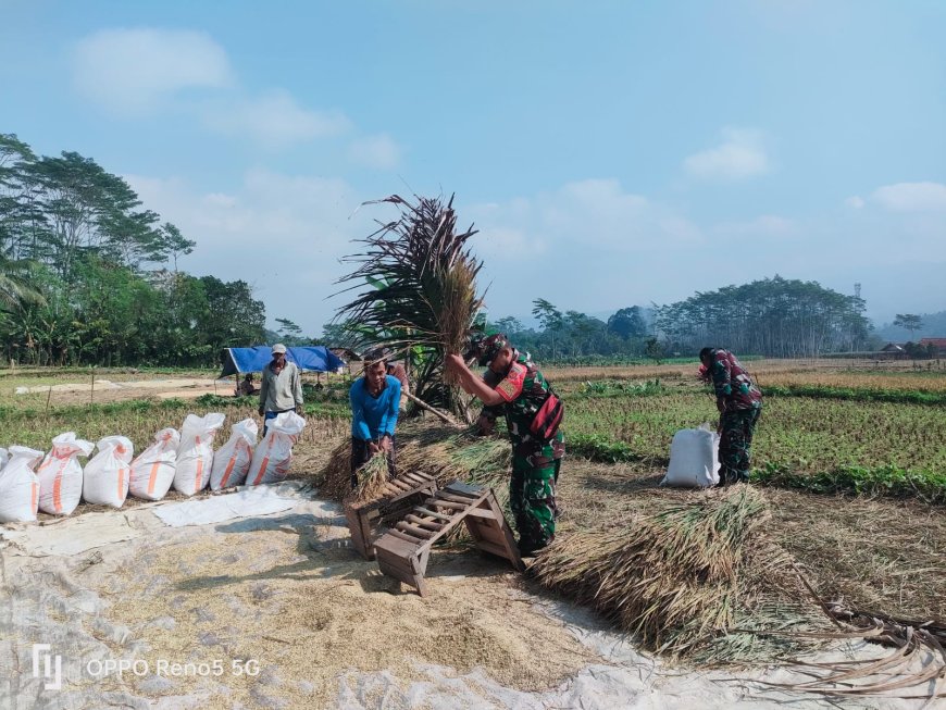 Babinsa Bersama Dampingi Proses Panen Padi Warga Binaan