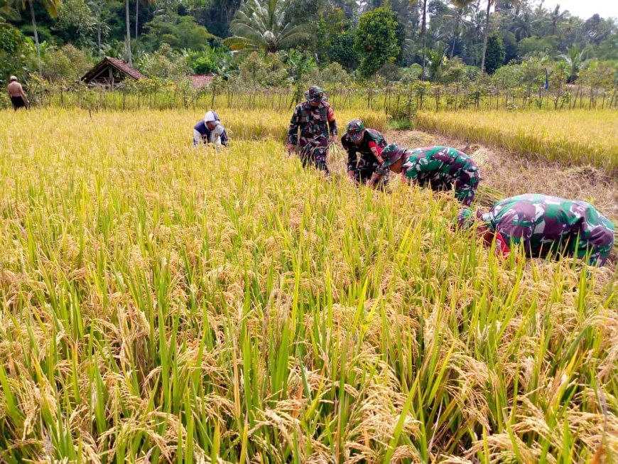 Babinsa Koramil 14 Madukara Dampingi Panen Padi Perkuat Kemanunggalan TNI-Rakyat