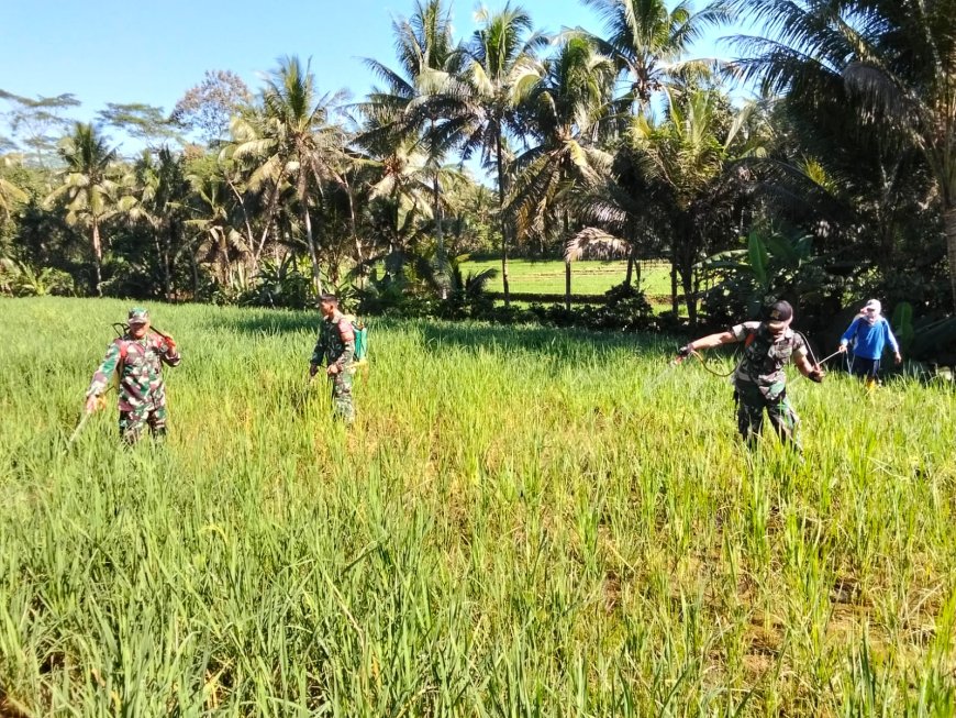 Danposramil Dan Babinsa Bantu Petani Penyemprotan Padi Untuk Membasmi Hama
