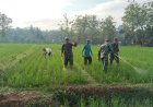 Babinsa Koramil 02 Klampok Dampingi Petani Semprot Padi Antisipasi Serangan Wereng Coklat