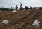 Babinsa Koramil 05 Batur Pendampingan dalam membantu petani