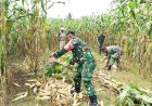 Babinsa Koramil 07/Mandiraja Bantu Petani Panen Jagung