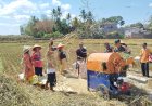 Dipenghujung Panen Raya Babinsa Panen Padi Bersama Petani