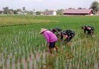 Babinsa Desa Tenggeles Koramil 14 Madukara pendampingan membantu penyiangan