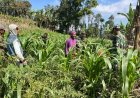 Dukung Ketahanan Pangan Anggota Koramil Dan Babinsa Turun Bantu Petani Perawatan Jagung