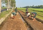 Babinsa dan Poktan Sekar Tani Bersama-sama Tanam Jagung di Musim Kemarau