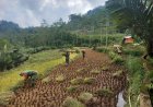 Babinsa Bantu Panen Padi Petani Wujudkan Ketahanan Pangan