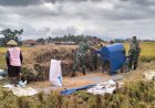 Penuh dengan Keakraban Babinsa Bantu Panen petani diwilayah Binaan