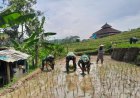 Danramil 12 Sigaluh Tanam Padi Bersama Poktan Maju Makmur Bojanegara