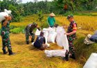 Wujudkan progam pemerintah Koramil 14/Madukara membantu proses panen padi bersama petani