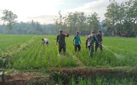 Babinsa Koramil 02 Klampok Dampingi Petani Semprot Padi Antisipasi Serangan Wereng Coklat