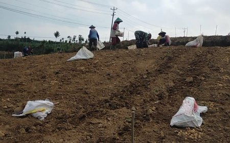 Babinsa Koramil 05 Batur Pendampingan dalam membantu petani