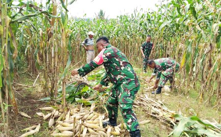 Babinsa Koramil 07/Mandiraja Bantu Petani Panen Jagung