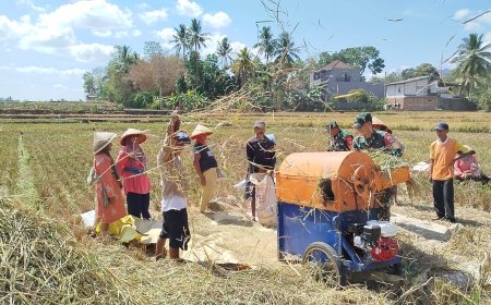 Dipenghujung Panen Raya Babinsa Panen Padi Bersama Petani