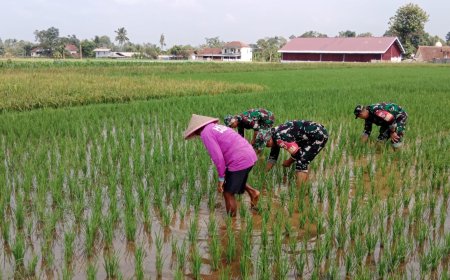 Babinsa Desa Tenggeles Koramil 14 Madukara pendampingan membantu penyiangan