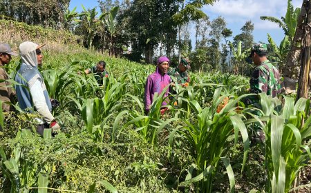 Dukung Ketahanan Pangan Anggota Koramil Dan Babinsa Turun Bantu Petani Perawatan Jagung