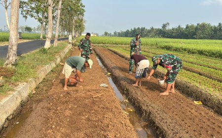 Babinsa dan Poktan Sekar Tani Bersama-sama Tanam Jagung di Musim Kemarau
