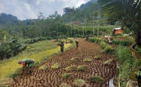Babinsa Bantu Panen Padi Petani Wujudkan Ketahanan Pangan