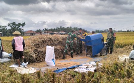 Penuh dengan Keakraban Babinsa Bantu Panen petani diwilayah Binaan
