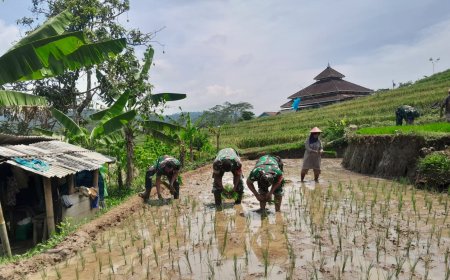 Danramil 12 Sigaluh Tanam Padi Bersama Poktan Maju Makmur Bojanegara