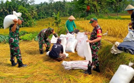 Wujudkan progam pemerintah Koramil 14/Madukara membantu proses panen padi bersama petani