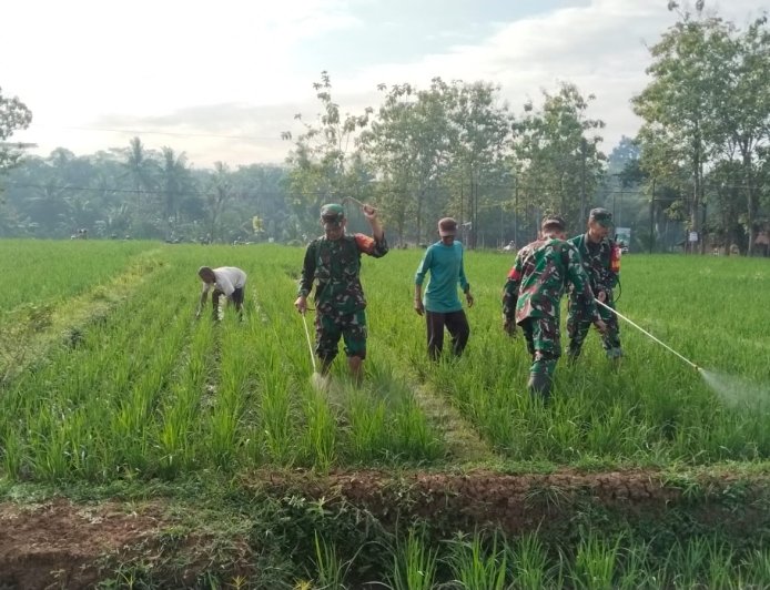 Babinsa Koramil 02 Klampok Dampingi Petani Semprot Padi Antisipasi Serangan Wereng Coklat