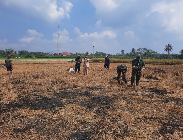 Koramil 03 Wanadadi Dampingi Poktan Maju Makmur Tanam Jagung