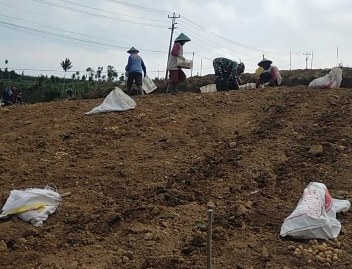 Babinsa Koramil 05 Batur Pendampingan dalam membantu petani