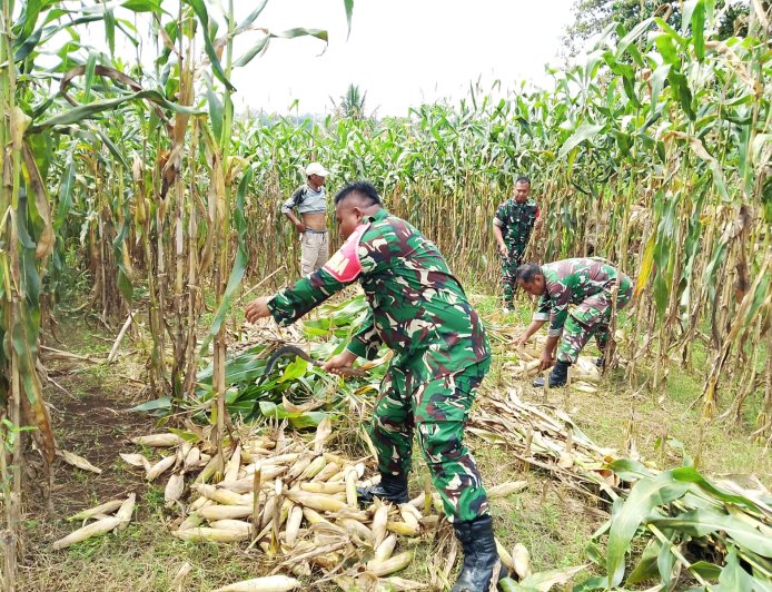 Babinsa Koramil 07/Mandiraja Bantu Petani Panen Jagung