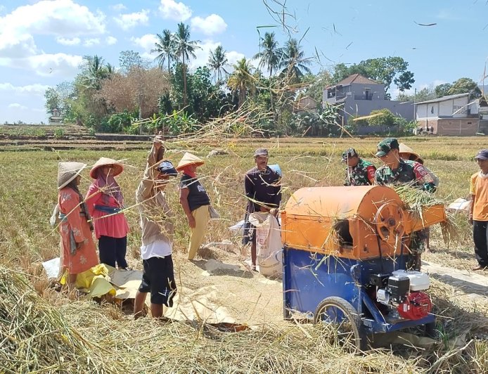 Dipenghujung Panen Raya Babinsa Panen Padi Bersama Petani