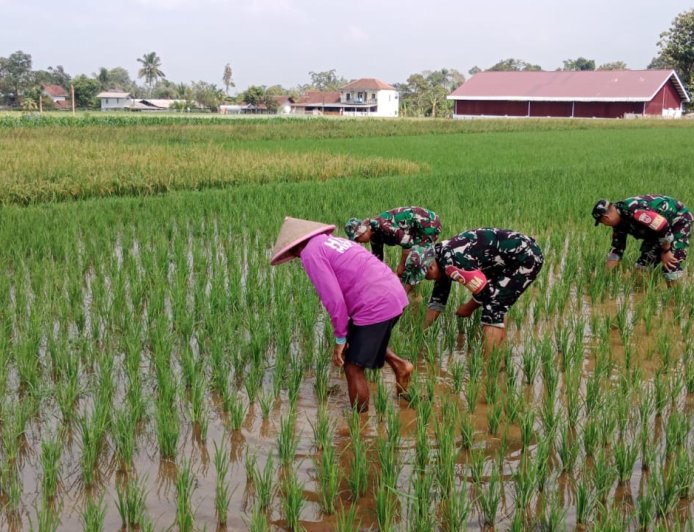 Babinsa Desa Tenggeles Koramil 14 Madukara pendampingan membantu penyiangan