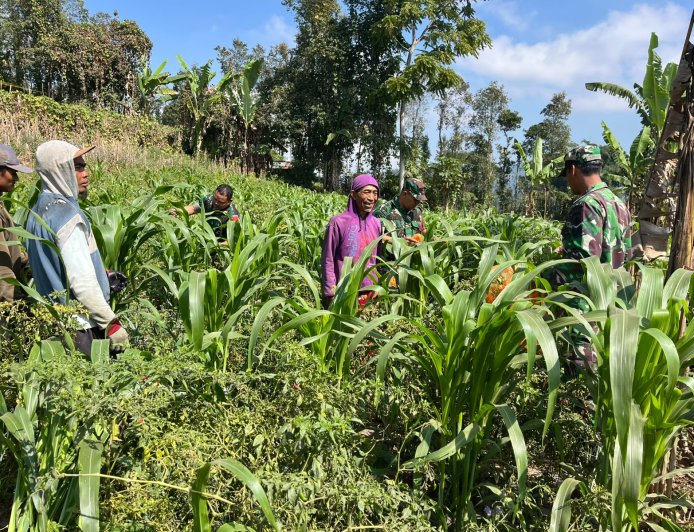 Dukung Ketahanan Pangan Anggota Koramil Dan Babinsa Turun Bantu Petani Perawatan Jagung