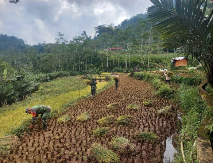 Babinsa Bantu Panen Padi Petani Wujudkan Ketahanan Pangan