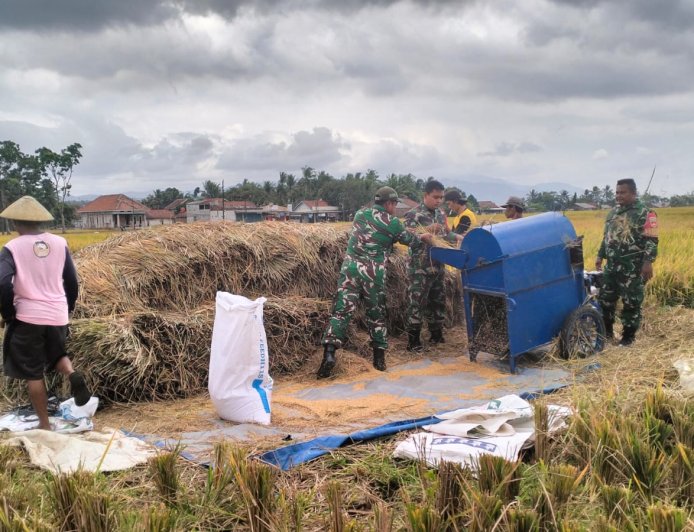 Penuh dengan Keakraban Babinsa Bantu Panen petani diwilayah Binaan