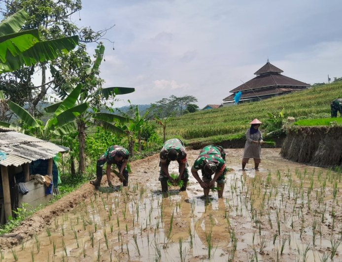 Danramil 12 Sigaluh Tanam Padi Bersama Poktan Maju Makmur Bojanegara