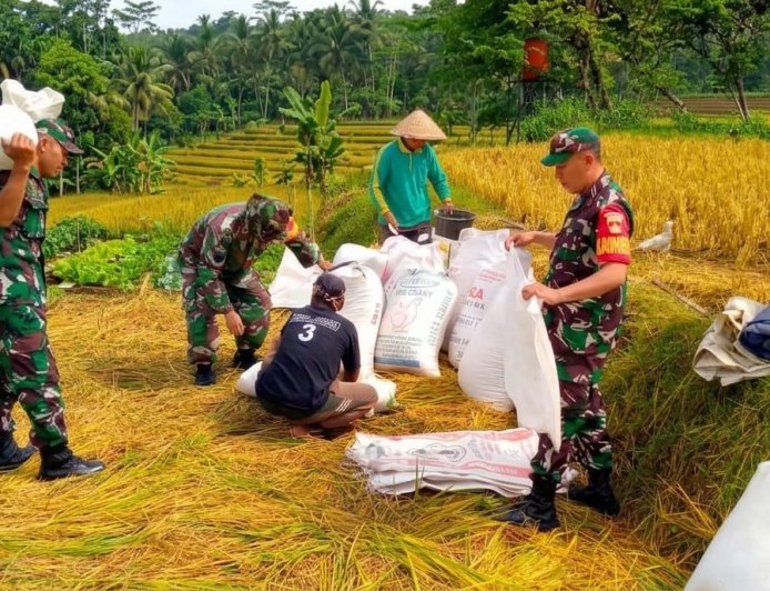 Wujudkan progam pemerintah Koramil 14/Madukara membantu proses panen padi bersama petani