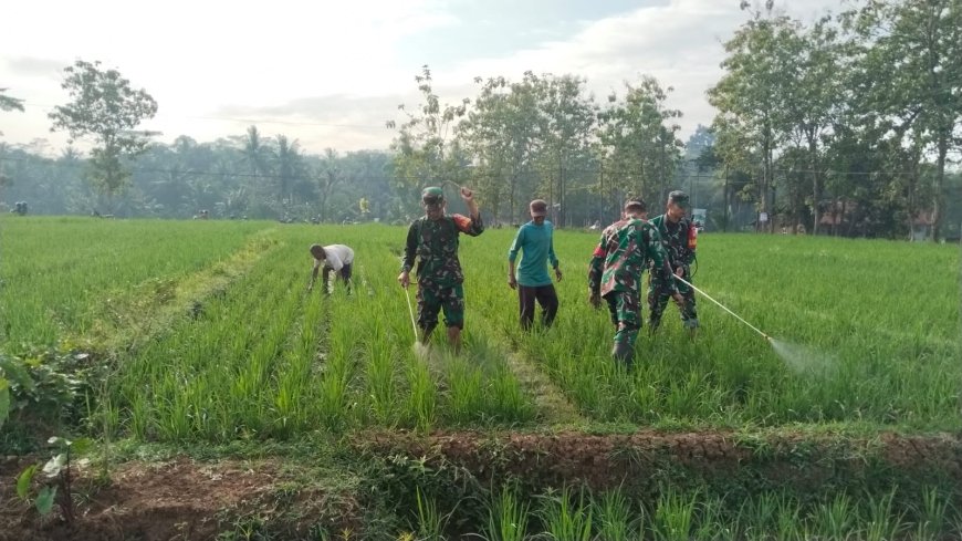 Babinsa Koramil 02 Klampok Dampingi Petani Semprot Padi Antisipasi Serangan Wereng Coklat