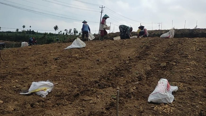 Babinsa Koramil 05 Batur Pendampingan dalam membantu petani