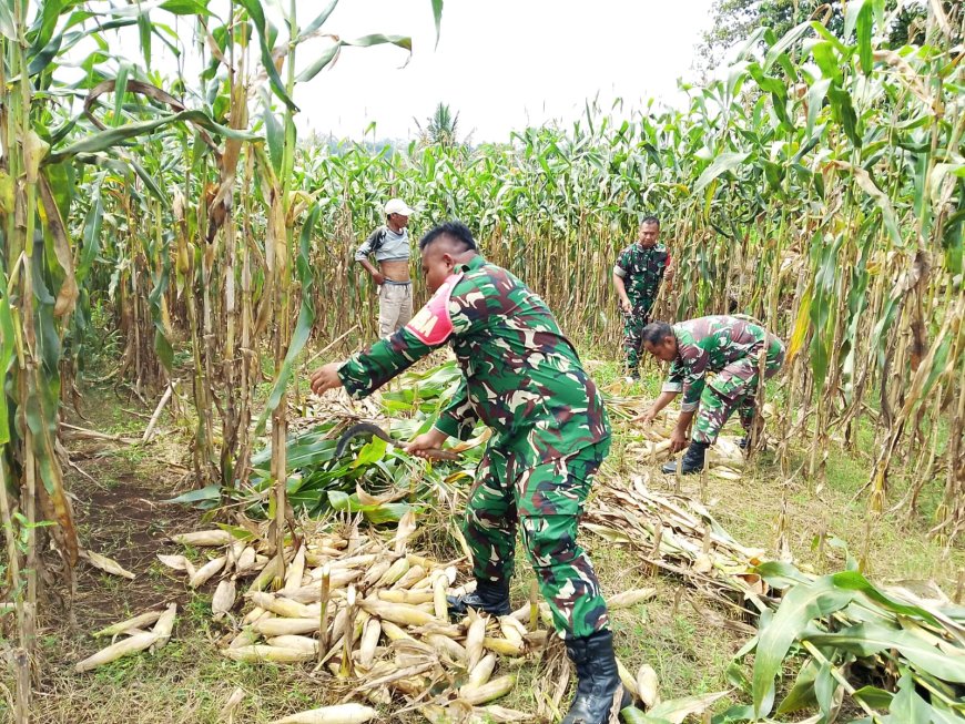 Babinsa Koramil 07/Mandiraja Bantu Petani Panen Jagung