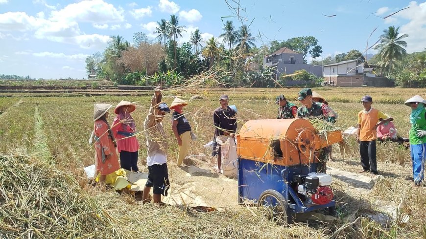 Dipenghujung Panen Raya Babinsa Panen Padi Bersama Petani
